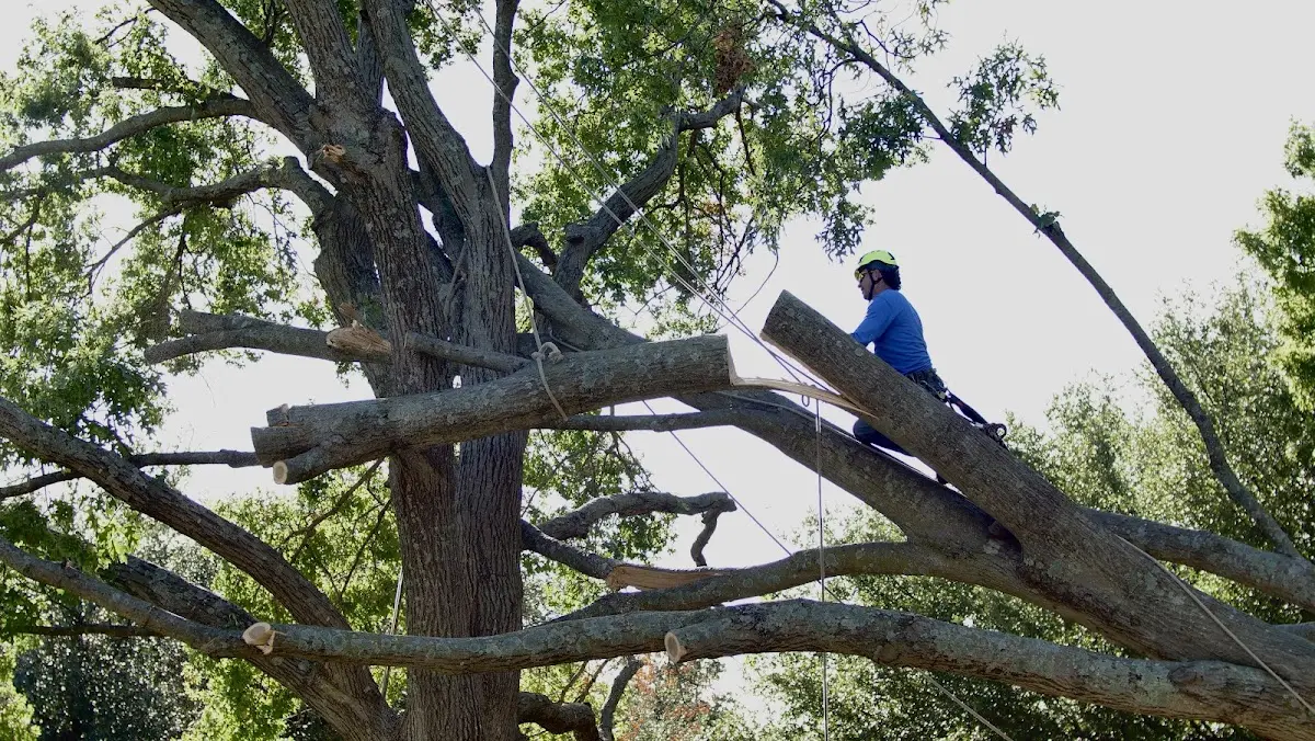 Professional Crown Thinning performed by certified arborists in Arab